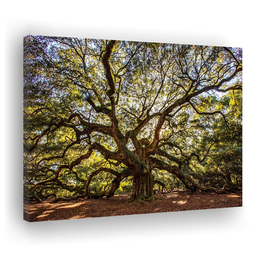 Usa South Carolina Charleston Angel Oak Large Stretched Canvas, Cavas Print Wall Art Hom Decor