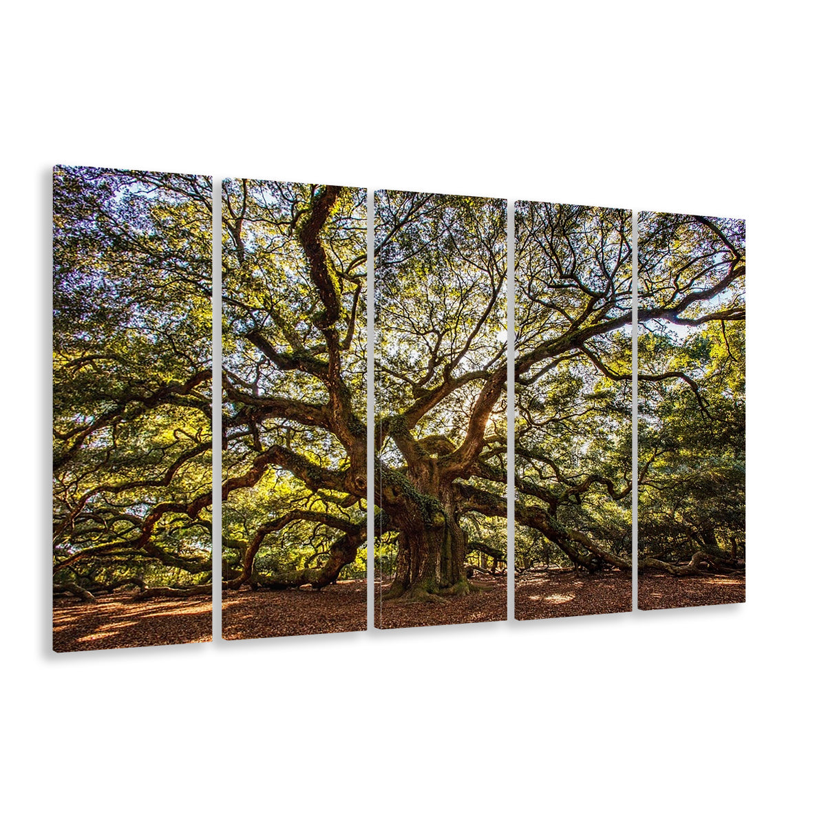 Usa South Carolina Charleston Angel Oak Large Stretched Canvas, 5 Piece B Extra Large Cavas Print Wall Art Decor