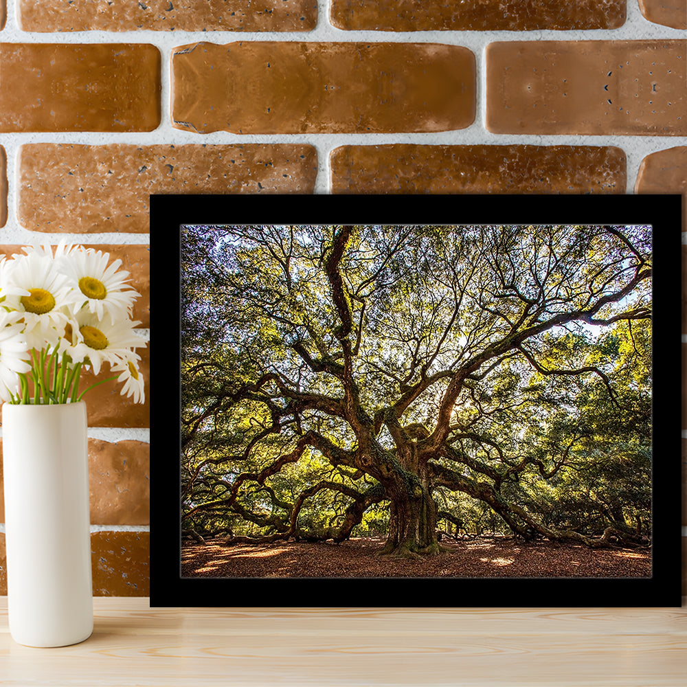 Usa South Carolina Charleston Angel Oak LargeArt Prints, Framed Art Print, Picture Framed