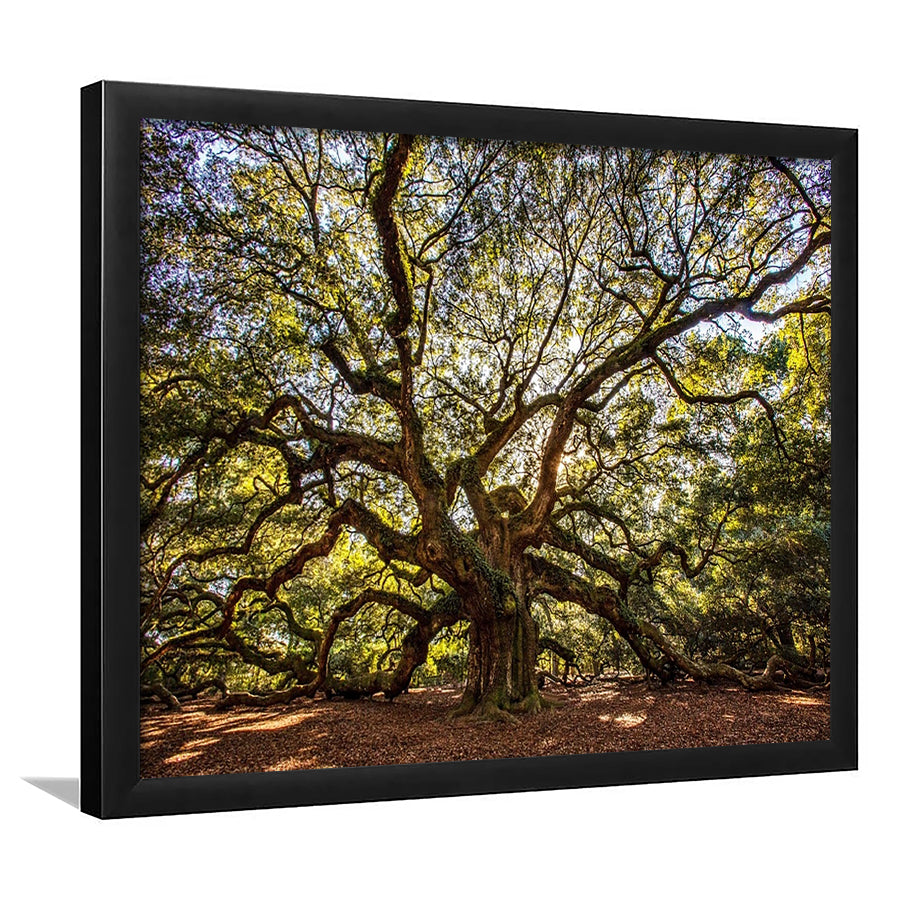 Usa South Carolina Charleston Angel Oak LargeArt Prints, Framed Art Print, Picture Framed