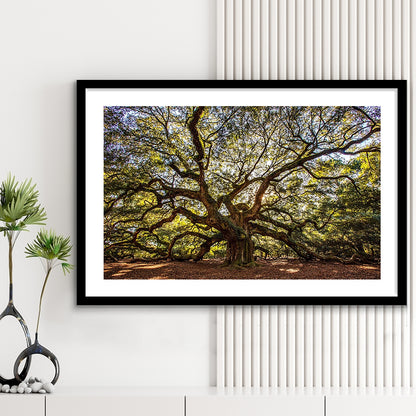 Usa South Carolina Charleston Angel Oak Large Stretched, Framed Art Print White Border