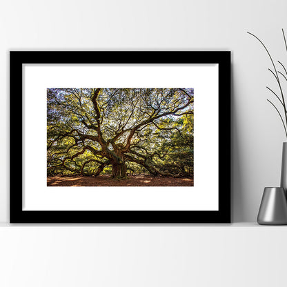 Usa South Carolina Charleston Angel Oak Large Stretched, Framed Art Print White Border
