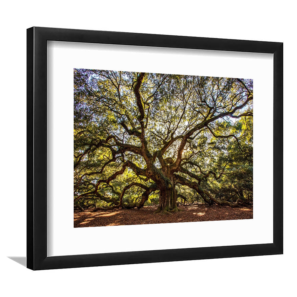 Usa South Carolina Charleston Angel Oak Large Stretched, Framed Art Print White Border