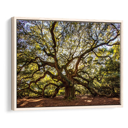 Usa South Carolina Charleston Angel Oak Large Stretched Canvas, Framed Cavas Print, Floating Frame