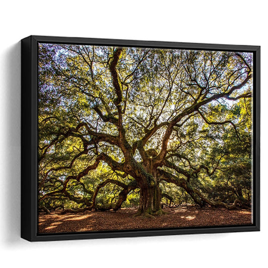 Usa South Carolina Charleston Angel Oak Large Stretched Canvas, Framed Cavas Print, Floating Frame