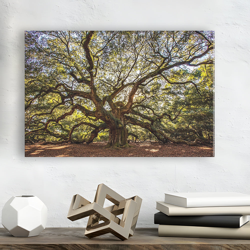 Usa South Carolina Charleston Angel Oak Large Stretched Canvas, Cavas Print Wall Art Hom Decor