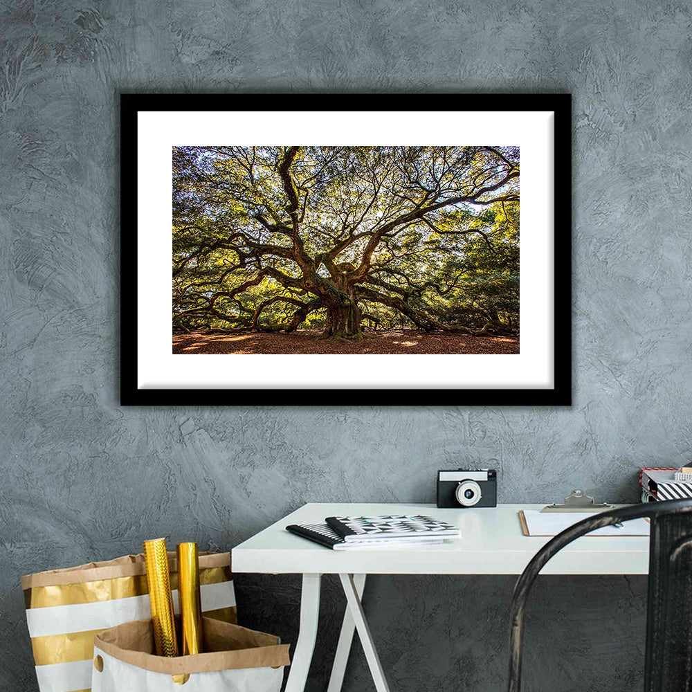 Usa South Carolina Charleston Angel Oak Large Stretched, Framed Art Print White Border