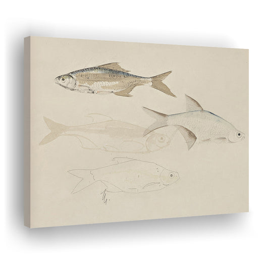 Vintage Fish Sketch Fish Painting Art Canvas Print Wall Art, Farmhouse Decor