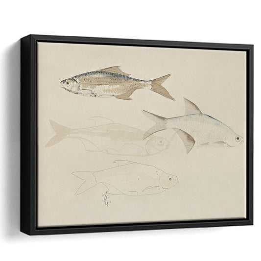 Vintage Fish Sketch Fish Painting Art Framed Canvas Print Wall Art, Farmhouse Decor