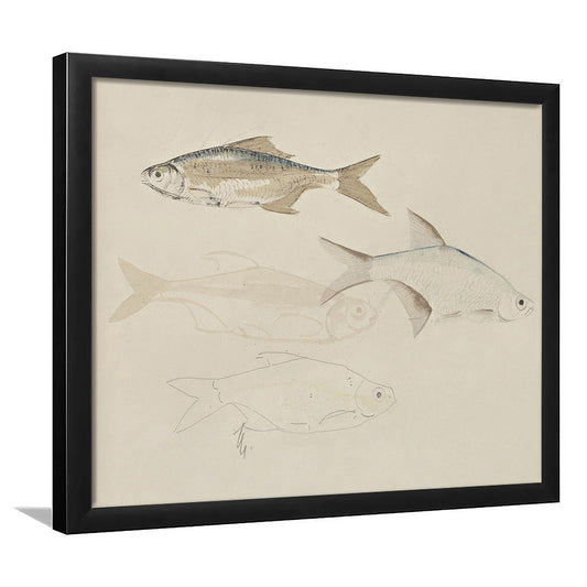 Vintage Fish Sketch Fish Painting Art Framed Art Print Wall Decor, Farmhouse Decor