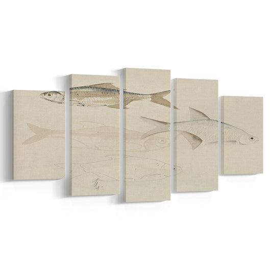 Vintage Fish Sketch Fish Painting Art Mixed Canvas Print Wall Art, Farmhouse Decor