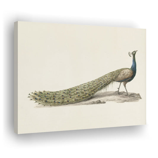 Vintage Peacock Fine Art Print Large Modern Farmhouse Canvas Print Wall Art, Decor Neutral Minimalist Bird