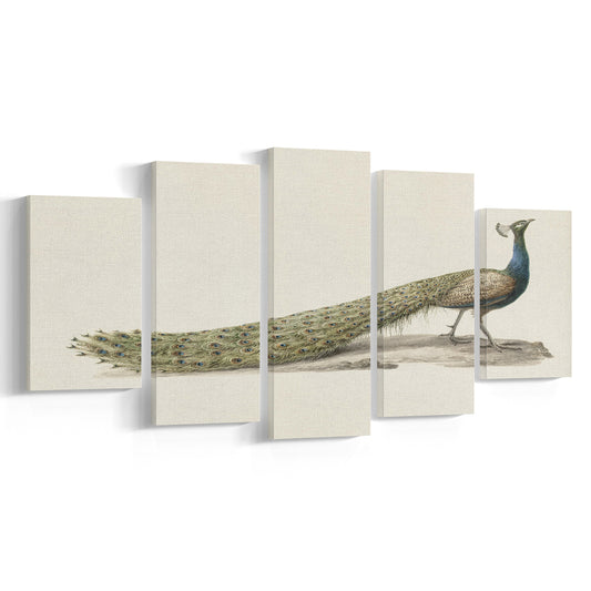 Vintage Peacock Fine Art Print Large Modern Farmhouse Mixed Canvas Print Wall Art, Decor Neutral Minimalist Bird