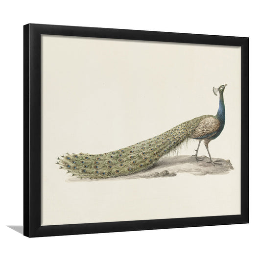 Vintage Peacock Fine Art Print Large Modern Farmhouse Framed Art Print Wall Decor, Decor Neutral Minimalist Bird