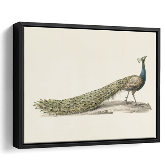 Vintage Peacock Fine Art Print Large Modern Farmhouse Framed Canvas Print Wall Art, Decor Neutral Minimalist Bird