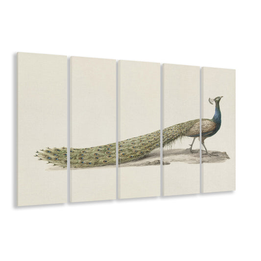 Vintage Peacock Fine Art Print Large Modern Farmhouse 5 Panels Canvas Print Wall Art, Decor Neutral Minimalist Bird