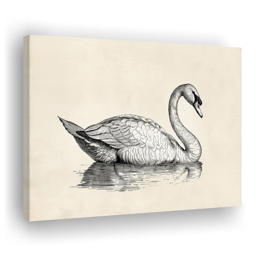 Vintage Swan Print,Antique Print,Wall Decor,Country Farmhouse Decor, Canvas Print Wall Art, Wall Decor, Painting Canvas