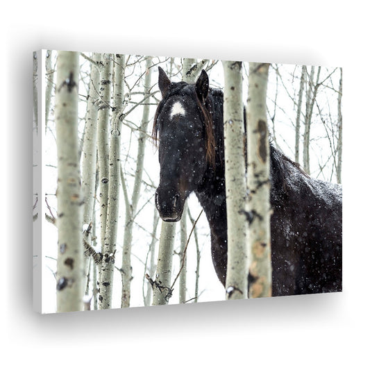 Wild horse in a snowstorm, Turner Valley, Alberta, Canada Wall Art, Cavas Print Wall Art Hom Decor
