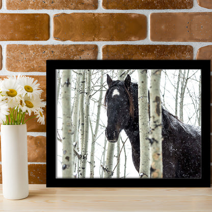 Wild Horse In A Snowstorm, Turner Valley, Alberta, Canada Wall Art, Framed Art Print, Picture Framed