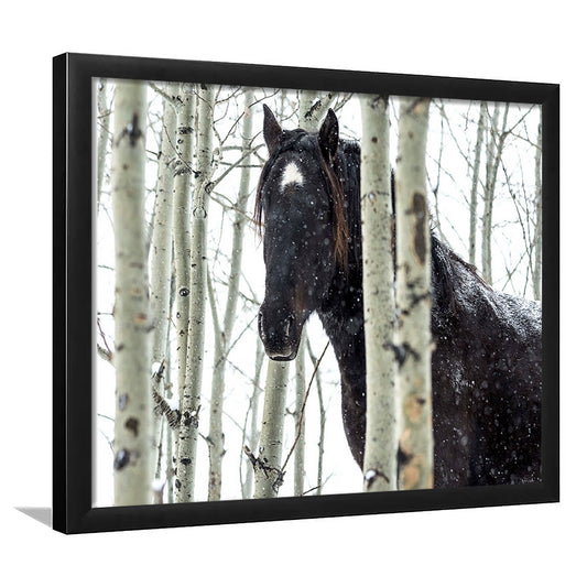 Wild Horse In A Snowstorm, Turner Valley, Alberta, Canada Wall Art, Framed Art Print, Picture Framed