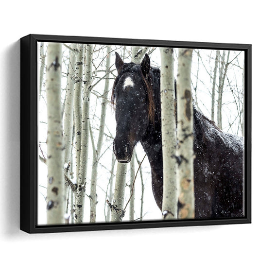 Wild Horse In A Snowstorm, Turner Valley, Alberta, Canada Wall Art, Framed Cavas Print, Floating Frame
