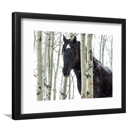 Wild Horse In A Snowstorm, Turner Valley, Alberta, Canada Wall Art, Framed Art Print White Border