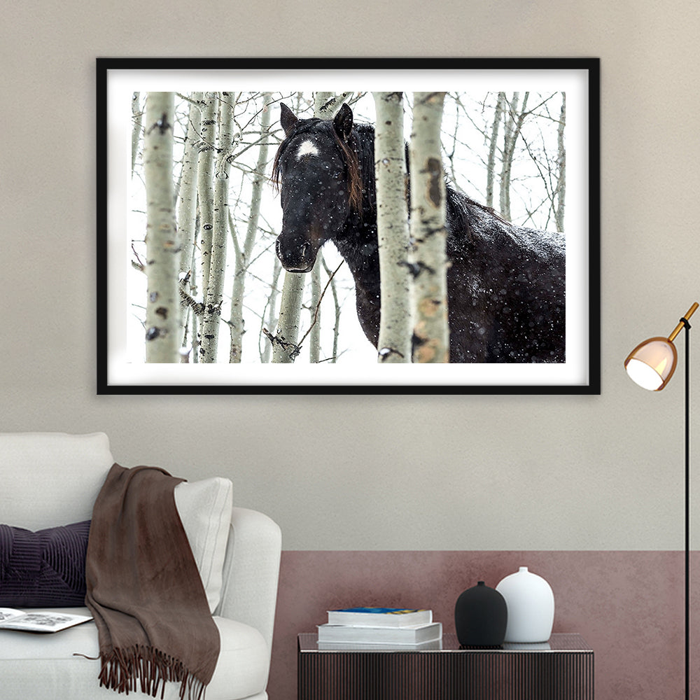 Wild Horse In A Snowstorm, Turner Valley, Alberta, Canada Wall Art, Framed Art Print White Border