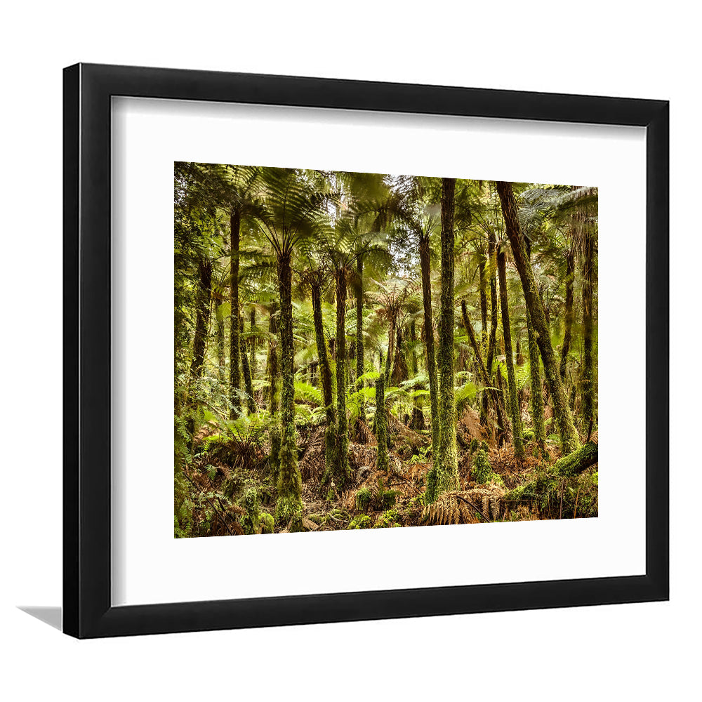 Wind And Rain In A Forest Of Giant Katote Ferns Near Monroe Beach, New Zealand, Framed Art Print White Border