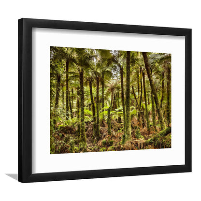 Wind And Rain In A Forest Of Giant Katote Ferns Near Monroe Beach, New Zealand, Framed Art Print White Border
