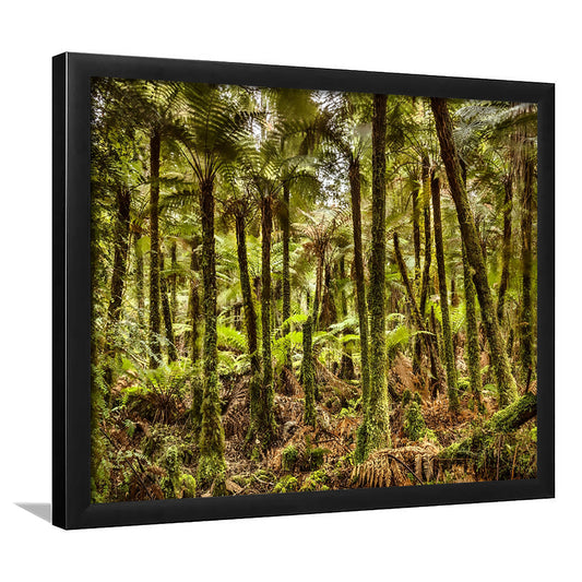 Wind And Rain In A Forest Of Giant Katote Ferns Near Monroe Beach, New Zealand, Framed Art Print, Picture Framed