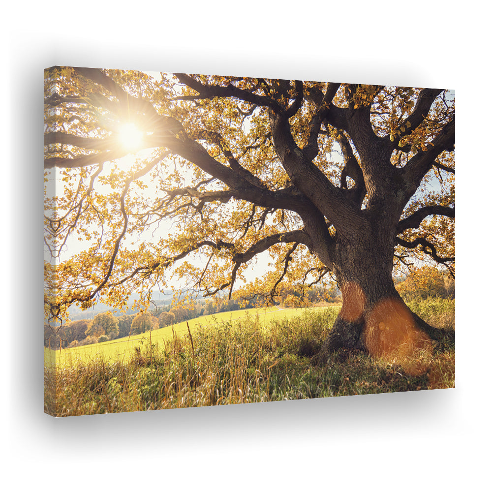 old oak tree at autumn Landscape, Cavas Print Wall Art Hom Decor