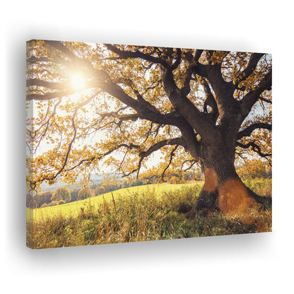 old oak tree at autumn Landscape, Cavas Print Wall Art Hom Decor