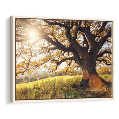 Old Oak Tree At Autumn Landscape, Framed Cavas Print, Floating Frame