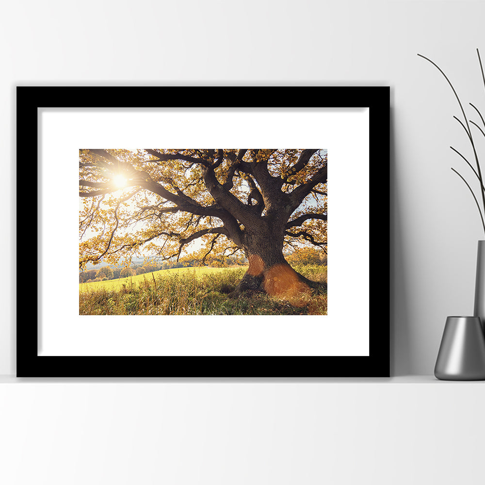 Old Oak Tree At Autumn Landscape, Framed Art Print White Border, Framed Picture