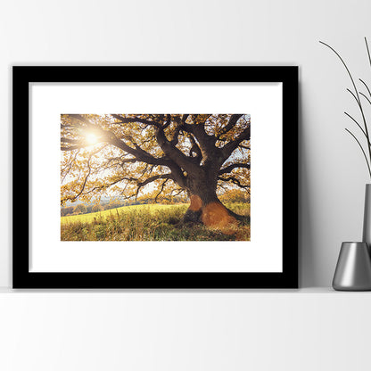 Old Oak Tree At Autumn Landscape, Framed Art Print White Border, Framed Picture