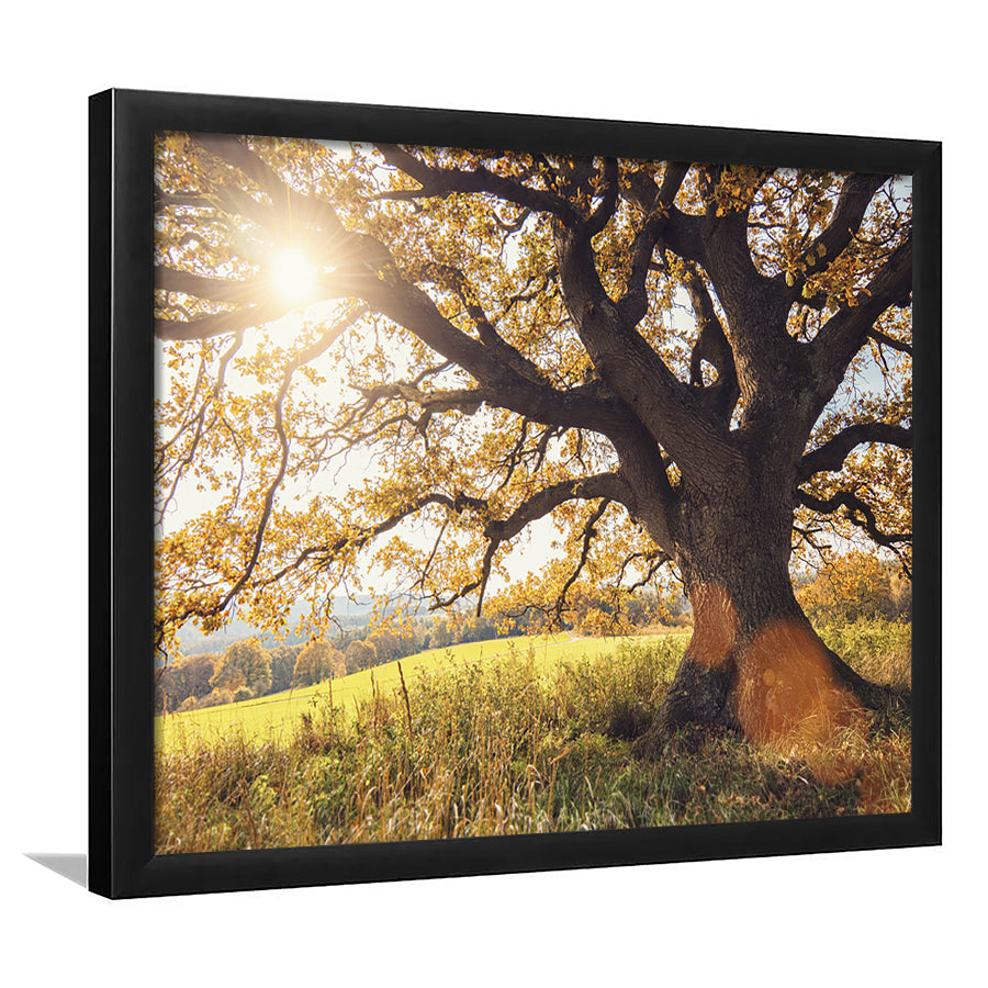 Old Oak Tree At Autumn Landscape, Framed Art Print, Picture Framed