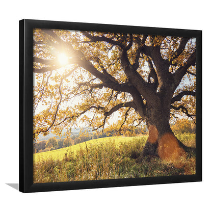 Old Oak Tree At Autumn Landscape, Framed Art Print, Picture Framed