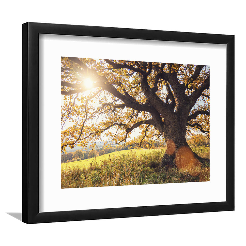Old Oak Tree At Autumn Landscape, Framed Art Print White Border, Framed Picture