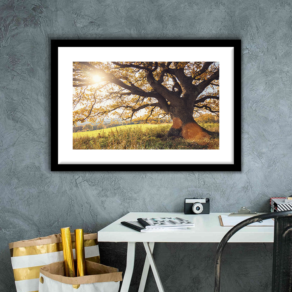 Old Oak Tree At Autumn Landscape, Framed Art Print White Border, Framed Picture