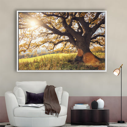 Old Oak Tree At Autumn Landscape, Framed Cavas Print, Floating Frame
