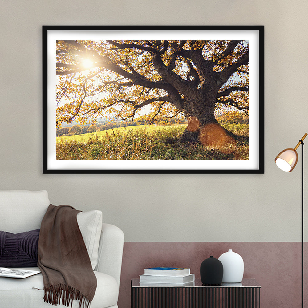 Old Oak Tree At Autumn Landscape, Framed Art Print White Border, Framed Picture