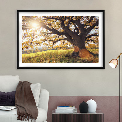 Old Oak Tree At Autumn Landscape, Framed Art Print White Border, Framed Picture