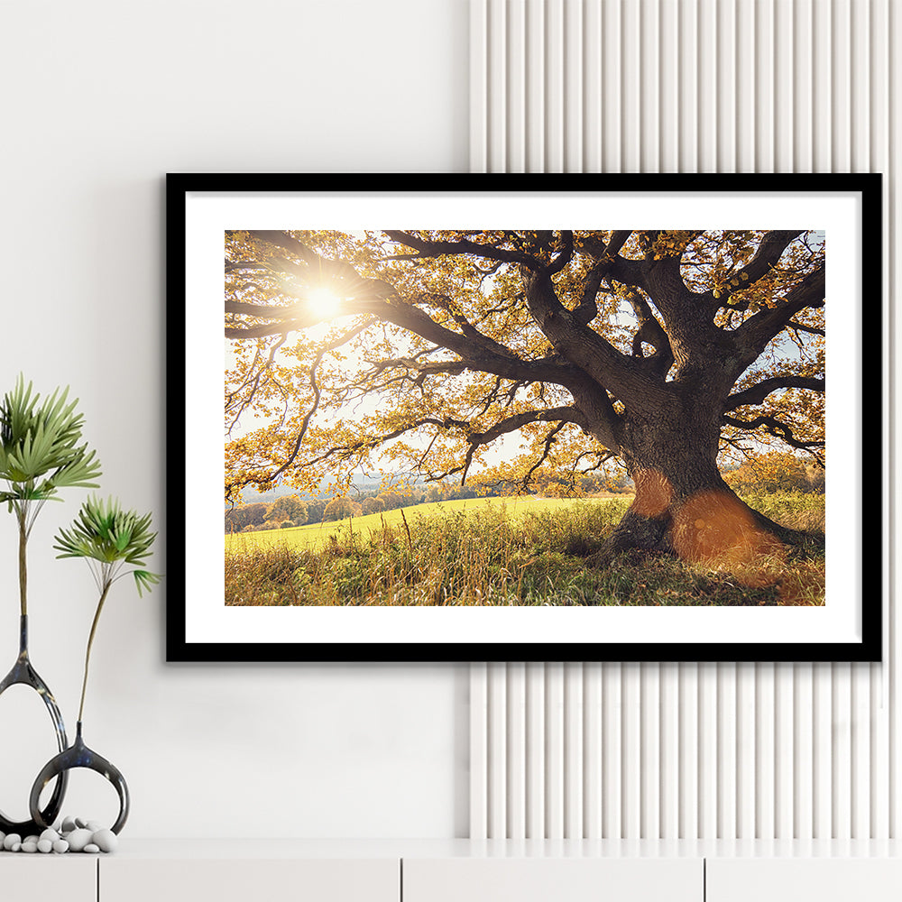 Old Oak Tree At Autumn Landscape, Framed Art Print White Border, Framed Picture