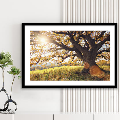 Old Oak Tree At Autumn Landscape, Framed Art Print White Border, Framed Picture
