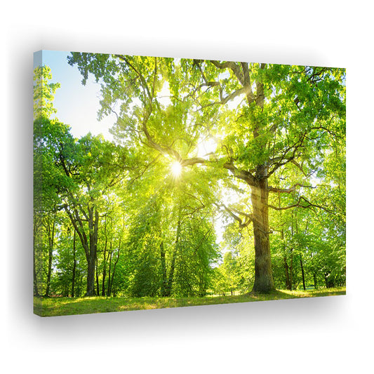 old oak tree foliage in morning light with sunlight, Cavas Print Wall Art Hom Decor