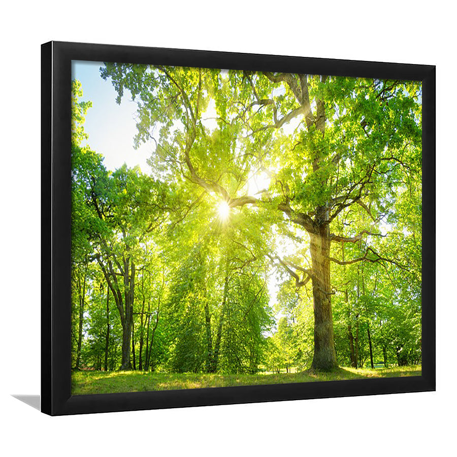 Old Oak Tree Foliage In Morning Light With Sunlight, Framed Art Print, Picture Framed