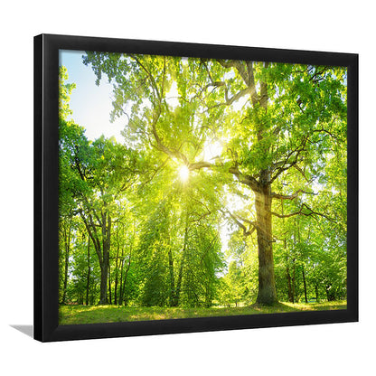 Old Oak Tree Foliage In Morning Light With Sunlight, Framed Art Print, Picture Framed