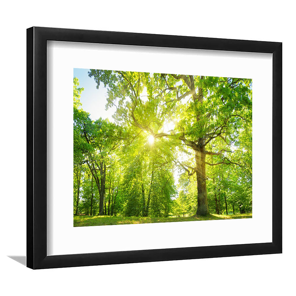 Old Oak Tree Foliage In Morning Light With Sunlight, Framed Art Print White Border