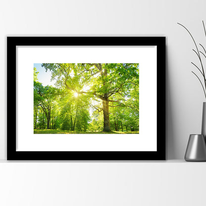Old Oak Tree Foliage In Morning Light With Sunlight, Framed Art Print White Border