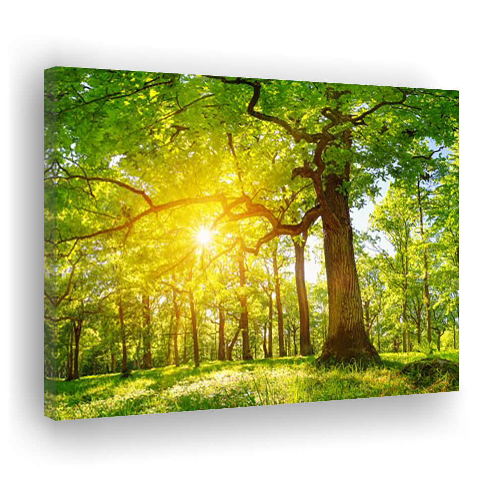 old oak tree foliage in morning light with sunlight V1, Cavas Print Wall Art Hom Decor